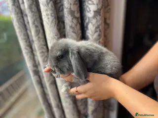 Mini Lop rabbits Mini Lop Babies - Advert 4