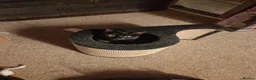 Domestic Shorthair cats for adoption: Olive, 8 month old female in Reading - Advert 2