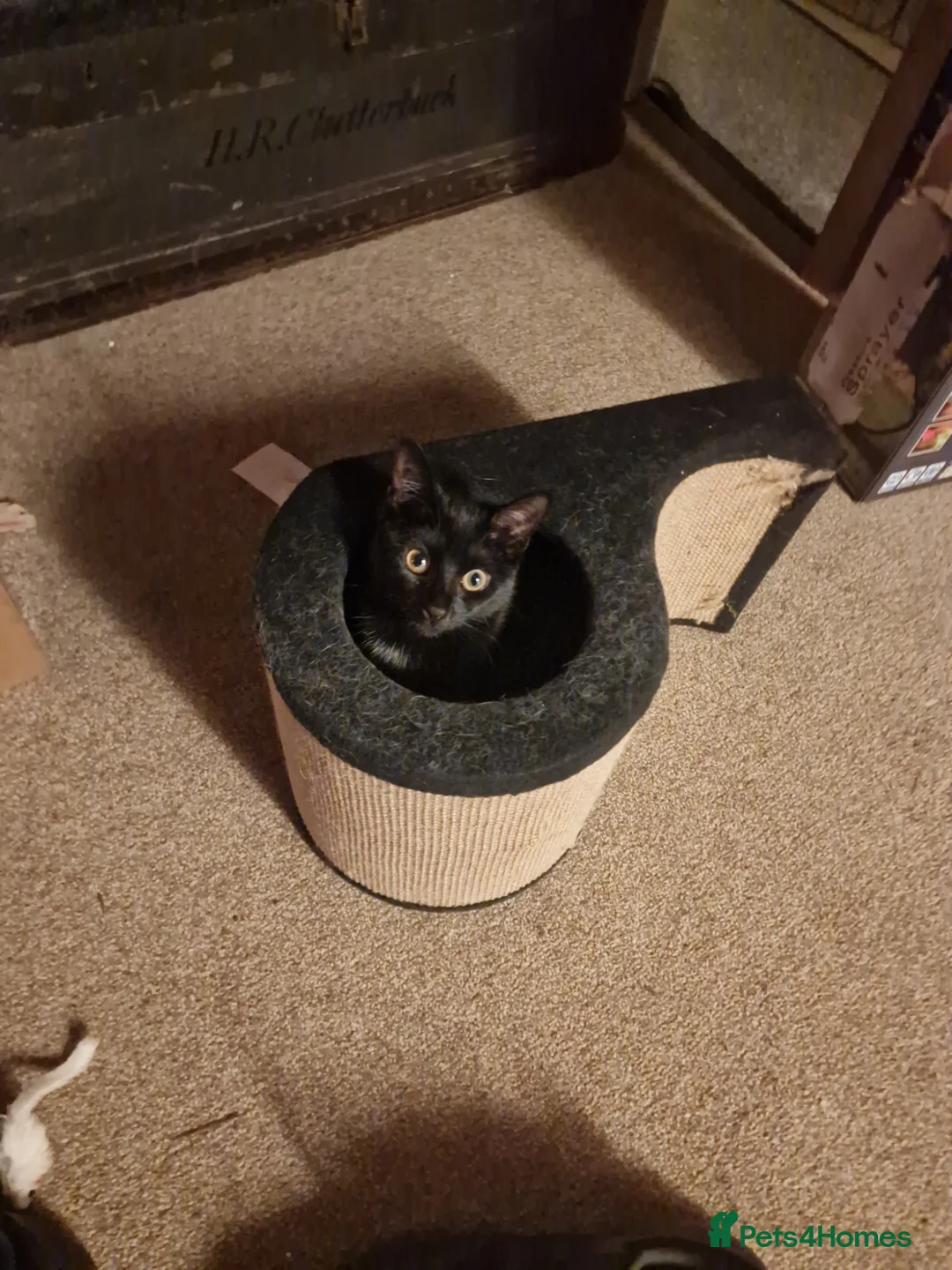 Domestic Shorthair cats for adoption: Olive, 8 month old female in Reading - Advert 2
