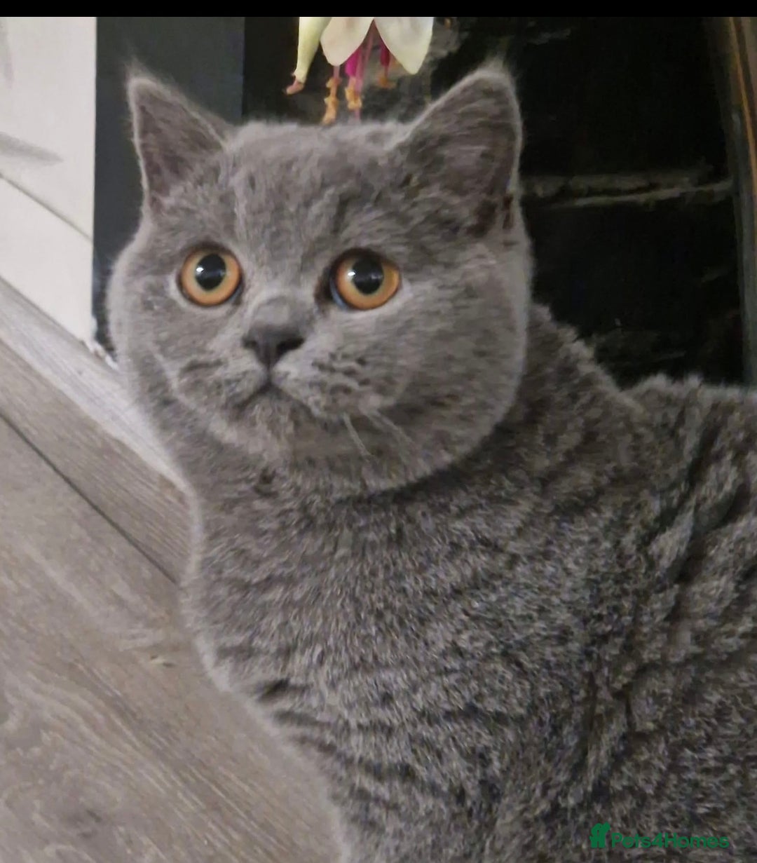 British Shorthair cats for sale: Pedigree kittens lilac boy blue girl  - Image 10