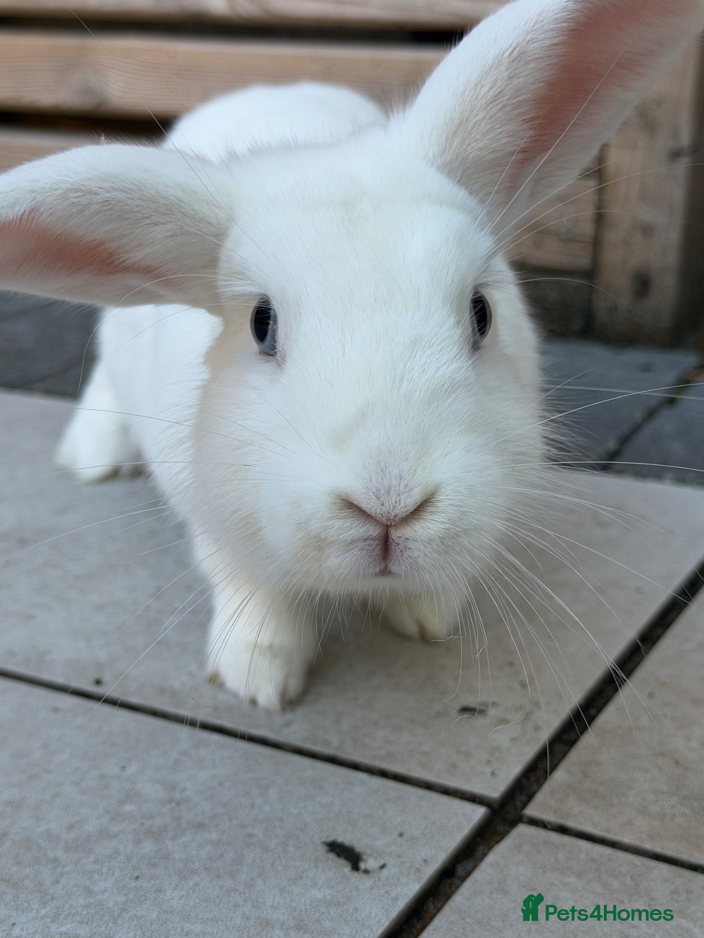 Netherland Dwarf rabbits 🐰 Beautiful Pet Rabbit Looking for a Loving Home - Advert 12
