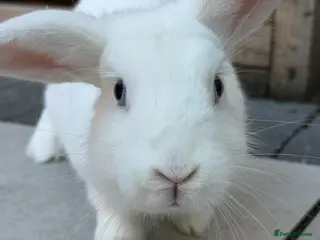 Netherland Dwarf rabbits 🐰 Beautiful Pet Rabbit Looking for a Loving Home - Advert 4