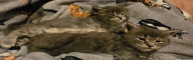 Maine Coon Kitten 5