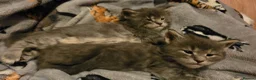 Maine Coon cats for sale: Tica beautiful Maine Coon kittens  - Advert 22