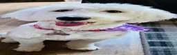 Old English Sheepdog dogs for sale: Old English sheepdog pups due September!  - Advert 6