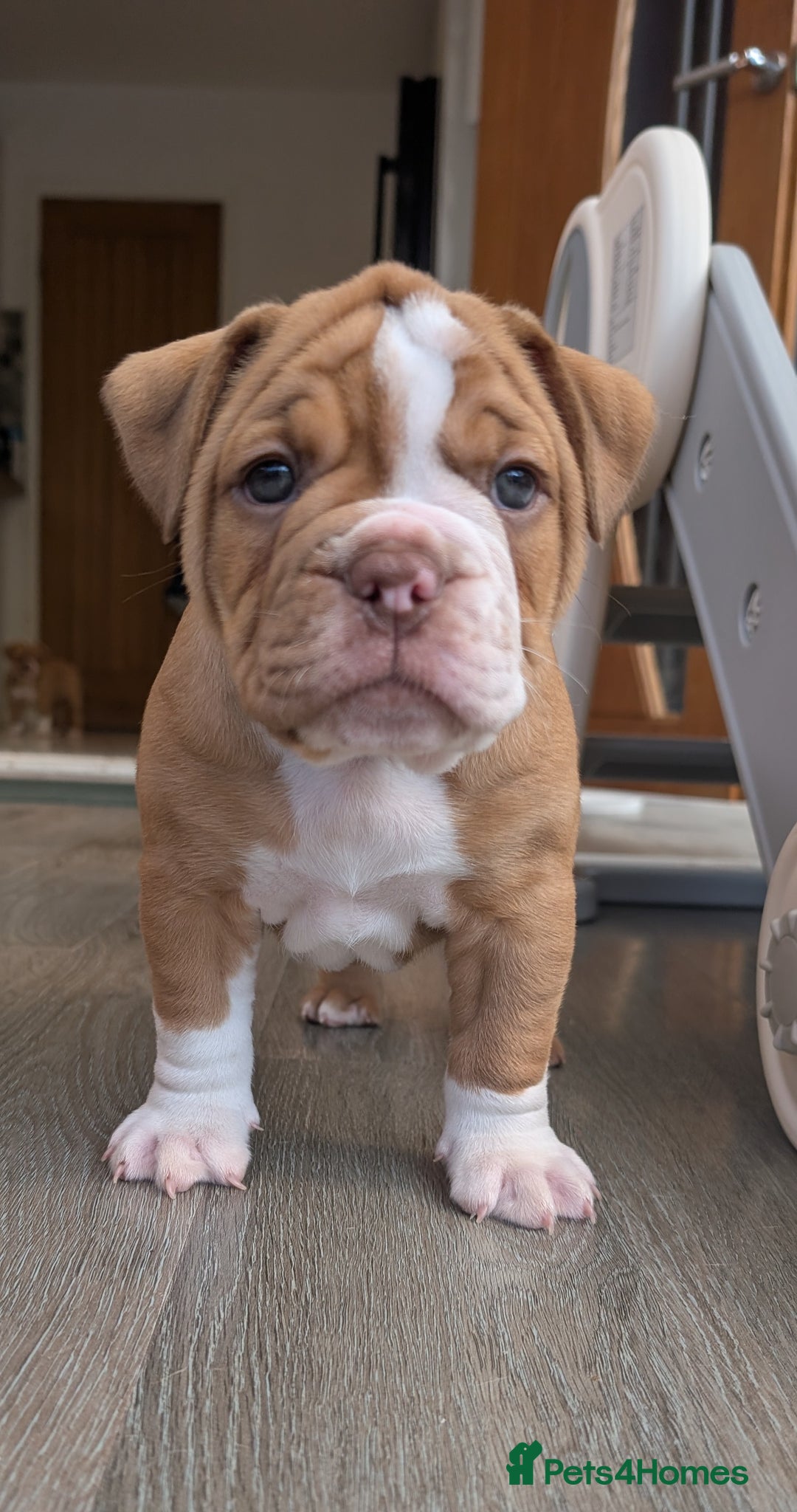 Olde English Bulldogge dogs for sale: READY NEXT WEEK! - OEB Puppies NEBBR ✅ 3rd Gen - Image 13