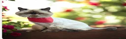 Persian cats for sale: Persian Kittens looking for a new home. - Advert 12