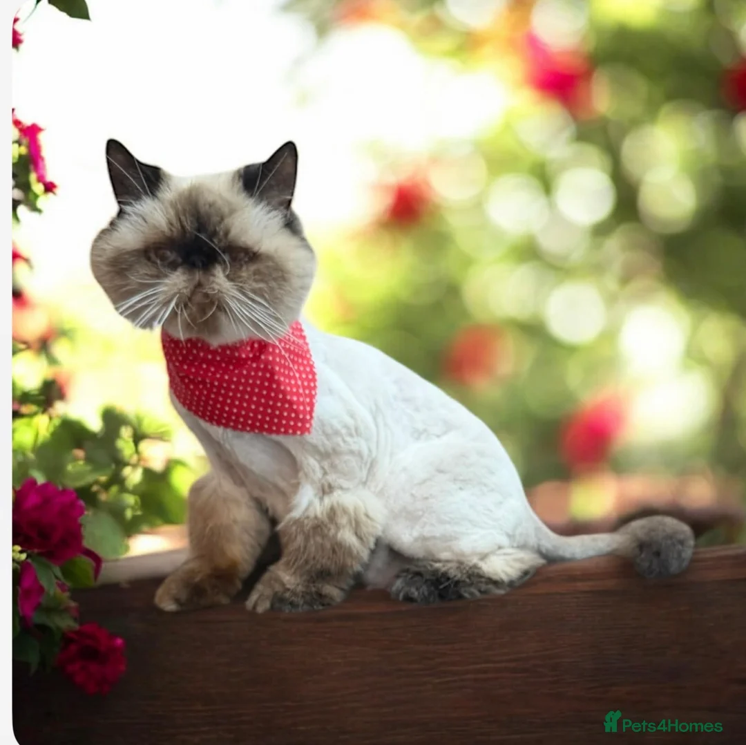 Persian cats for sale: Persian Kittens looking for a new home. - Advert 12