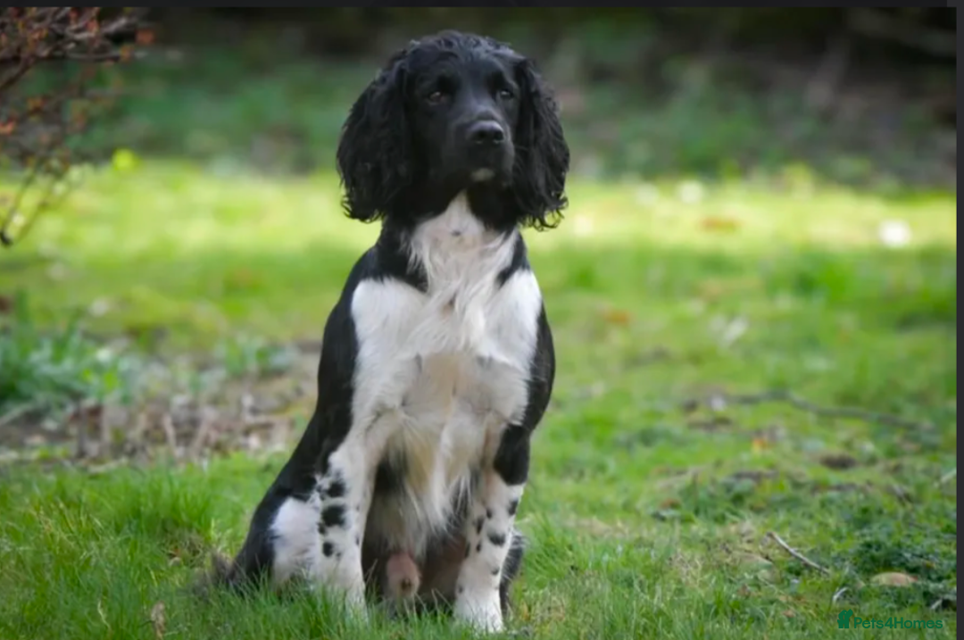 English Springer Spaniel dogs for sale: Lovely chunky B&W springer spaniel dog pups - Image 8