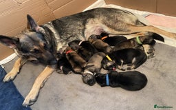German Shepherd dogs for sale: German Shepard pups - Image 21