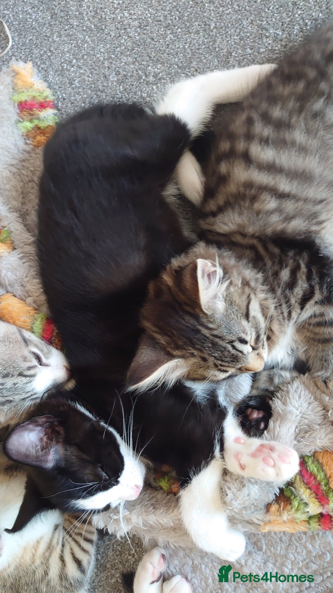 Mixed Breed cats for sale: Kittens ready now - Advert 13