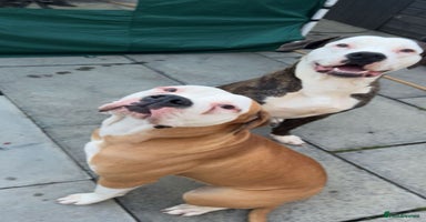 American Bulldog dogs American bulldog puppies  - Advert 3