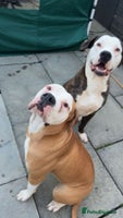 American Bulldog dogs American bulldog puppies - Advert 2