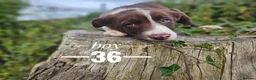 Border Collie dogs for sale: Stunning Border Collie pups from working home - Advert 3