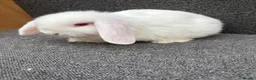 Mixed Breed rabbits for sale: Mini Lop x Dwarf Lop  - Advert 6