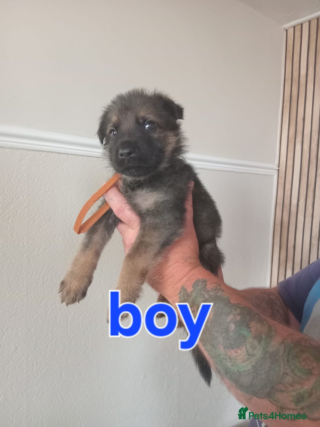 German Shepherd dogs for sale: 💥 chunky German Shepherd's 💥 - Image 5