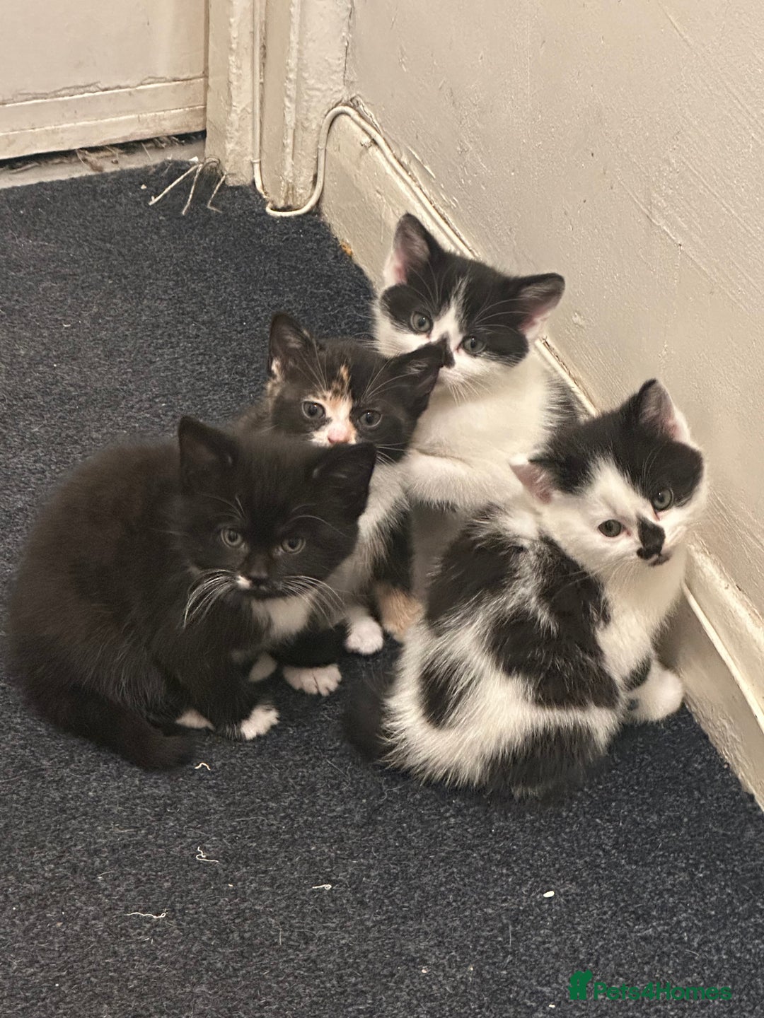 American Wirehair cats for sale: 3 KITTENS FOR SALE - ready to leave Jan 11th - Advert 9