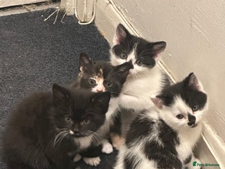 American Wirehair cats 3 KITTENS FOR SALE - ready to leave Jan 11th - Advert 9