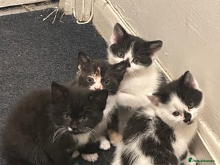 American Wirehair cats 3 KITTENS FOR SALE - ready to leave ASAP - Advert 14