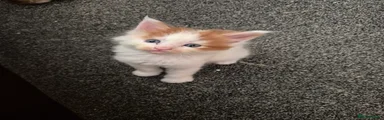 Maine Coon 3