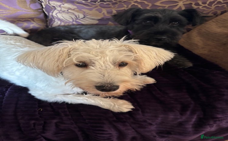 Miniature Schnauzer dogs - Advert 1