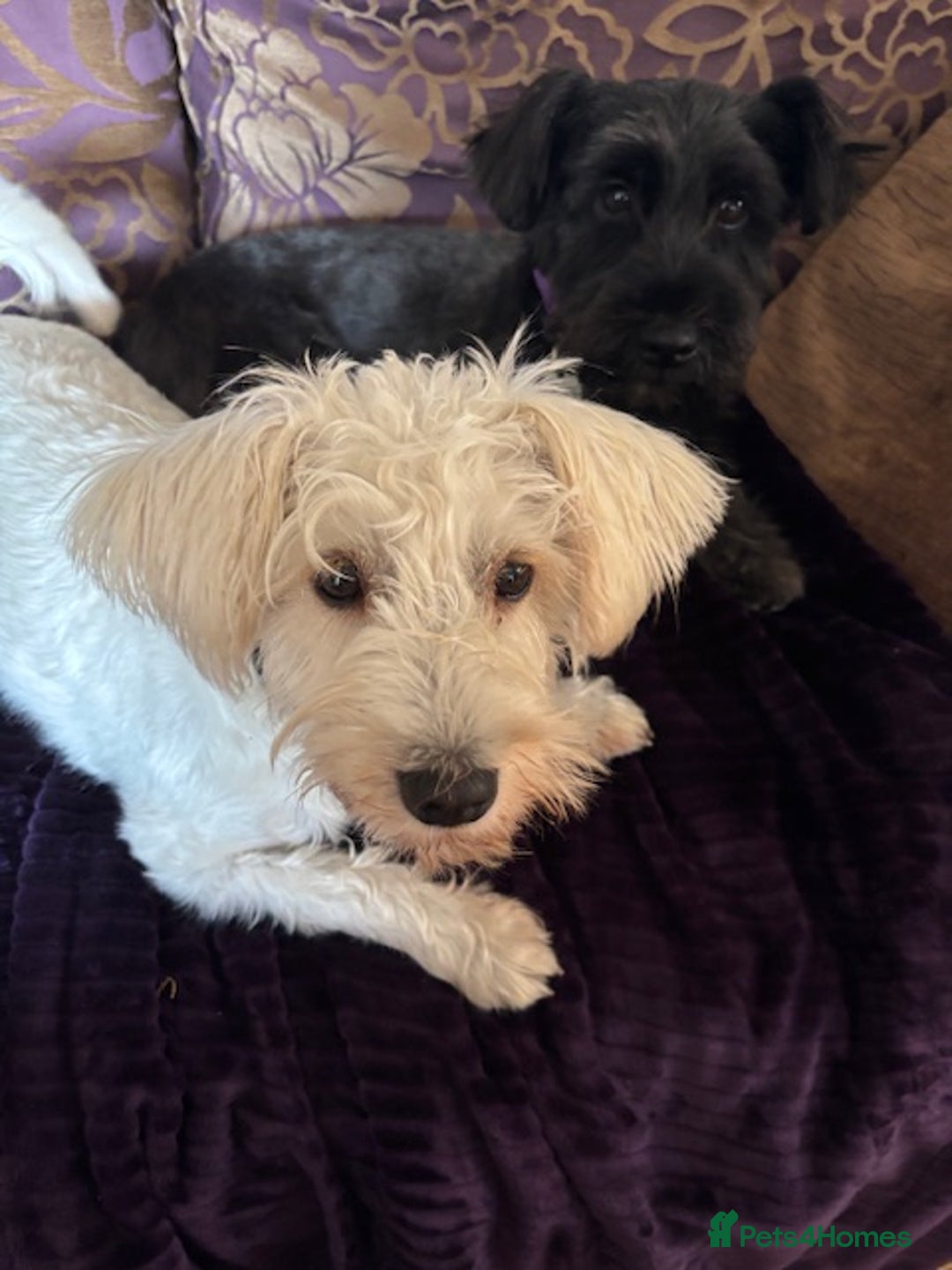 Miniature Schnauzer dogs for sale: Re-home - Image 1