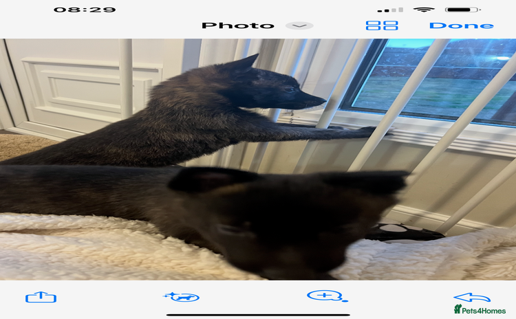 Belgian Shepherd Dog dogs Dutch herders  - Advert 9