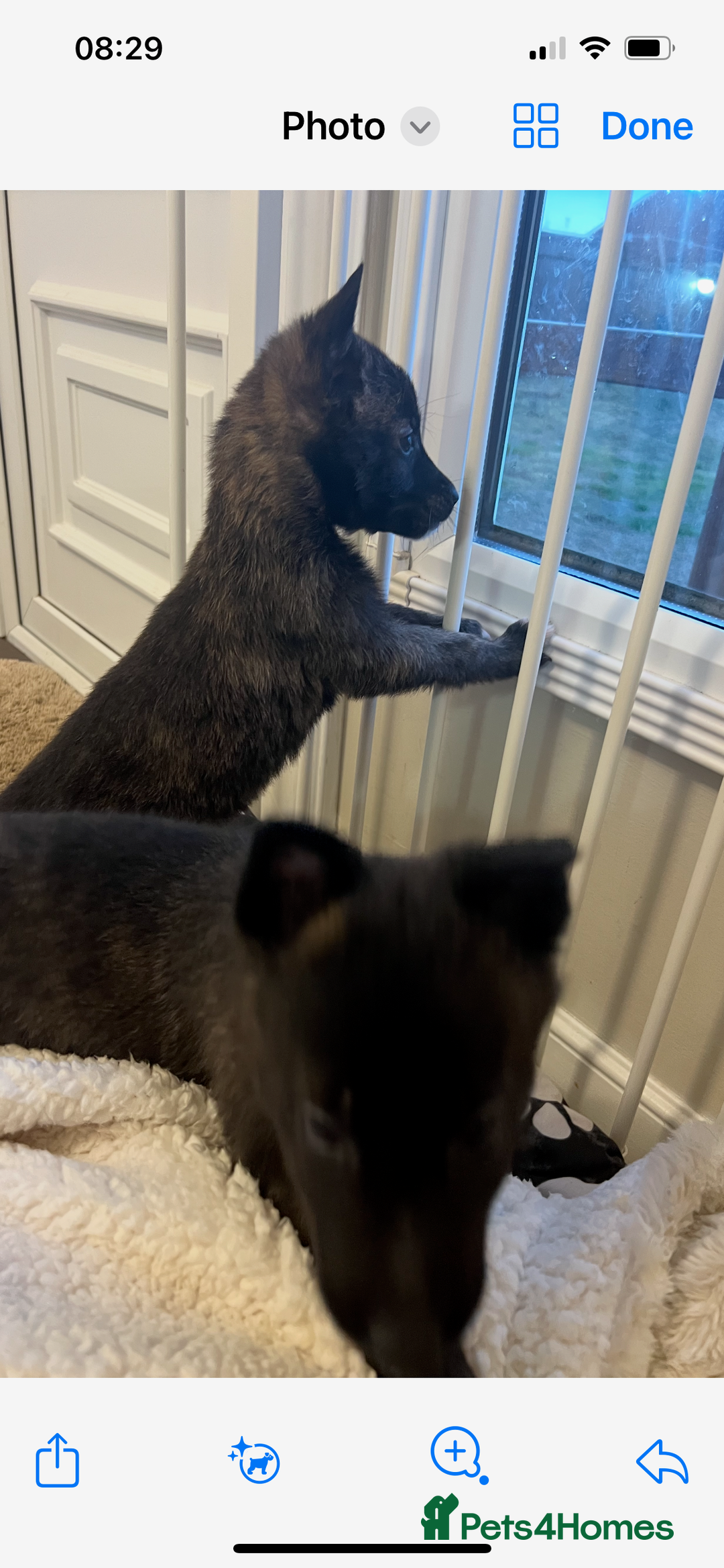 Belgian Shepherd Dog dogs for sale: Dutch herders  - Advert 1