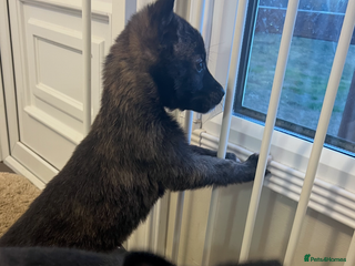 Belgian Shepherd Dog dogs Dutch herders - Advert 2