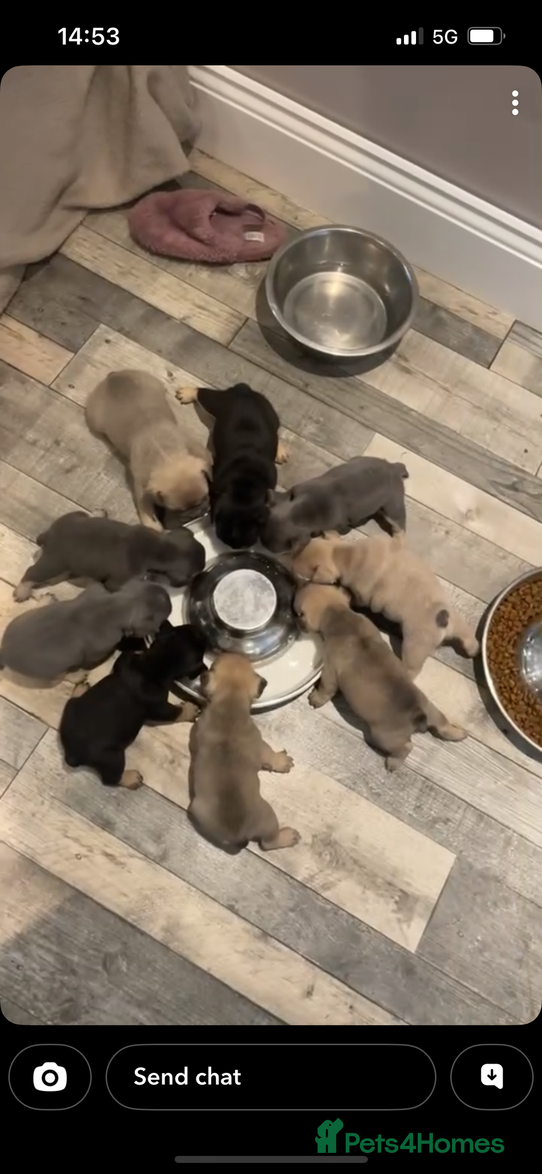 Mixed Breed dogs for sale: Beautiful freelance bulldogs  - Advert 9