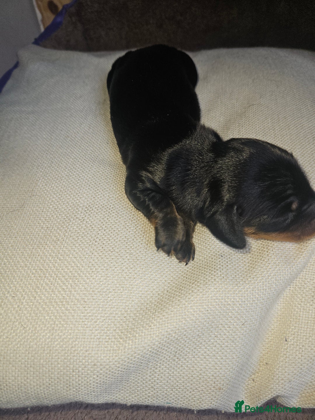 Dachshund dogs for sale: 3/4 Dachsunds  - Image 16