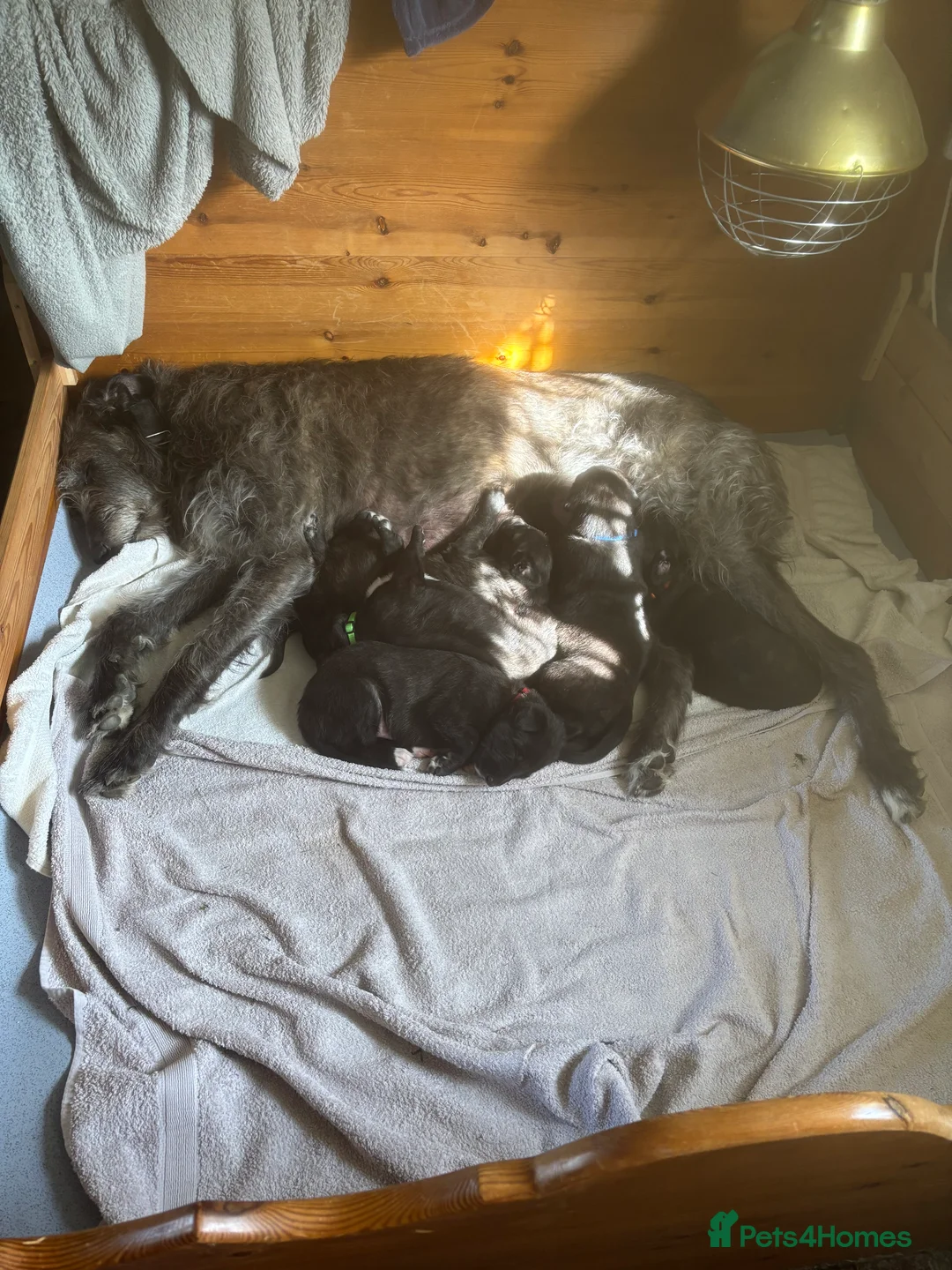 Mixed Breed dogs for sale: Deerhound X Wolfhound puppies  - Advert 2