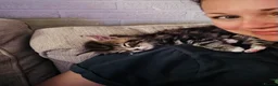 Domestic Shorthair cats for sale: Gorgeous male kitten  - Advert 4