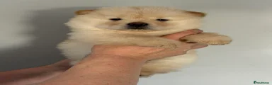ChalkyChows Spike Andersen