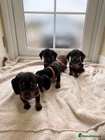 Dachshund dogs 2 girls left KC miniature dachshund puppies - Advert 7