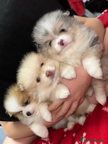 Pomeranian dogs - Advert 11