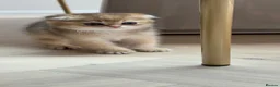 British Shorthair cats for sale: Scottish golden chinchilla ready for new homes  - Advert 18