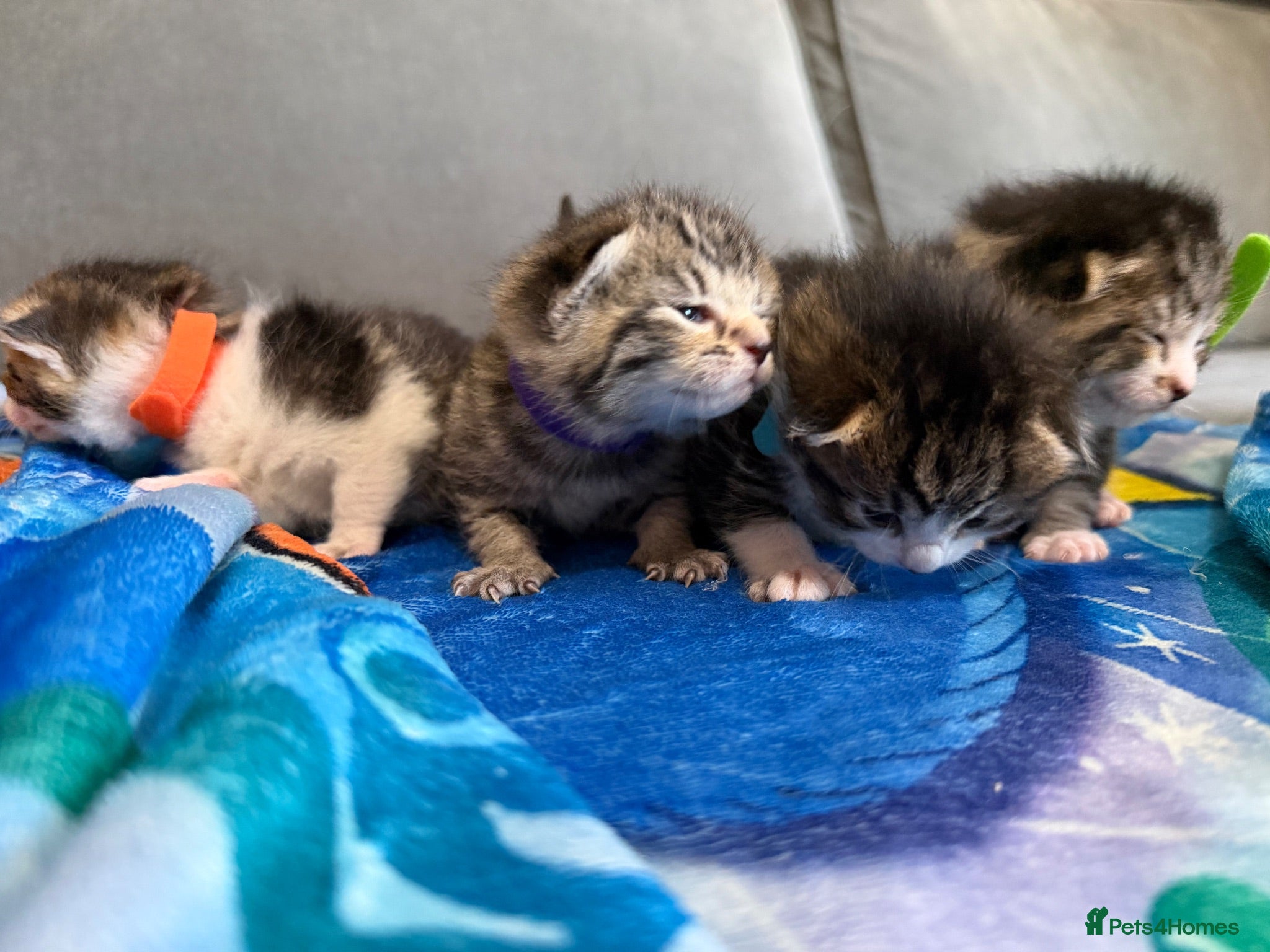 Mixed Breed cats Beautiful kittens and Mummy - Advert 18