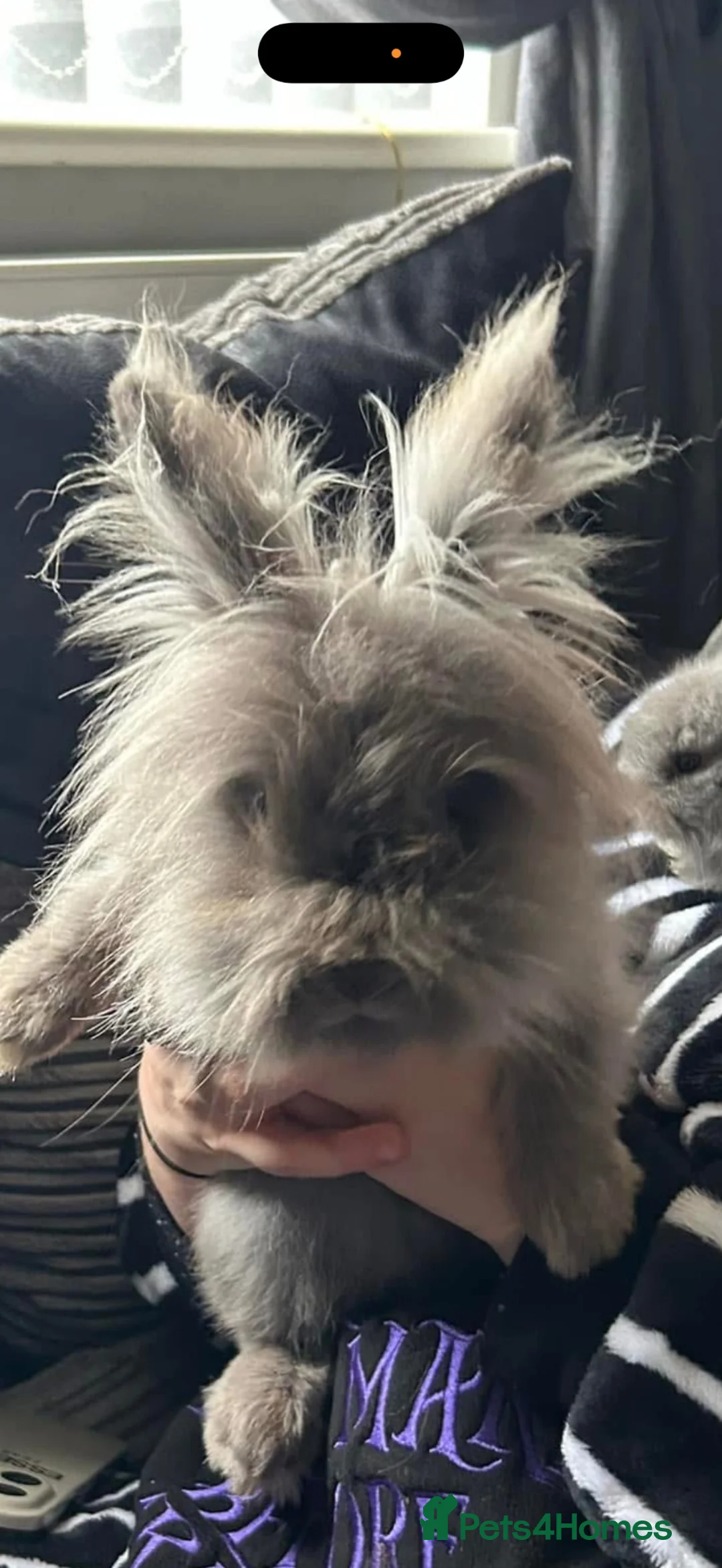 Lionhead rabbits for sale: 2 male  in Wrexham - Advert 2