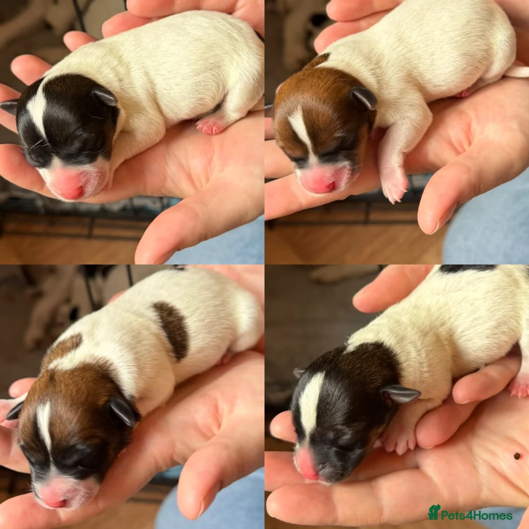 Jack Russell dogs for stud: KC Jack Russell Cliff At STUD - Advert 2