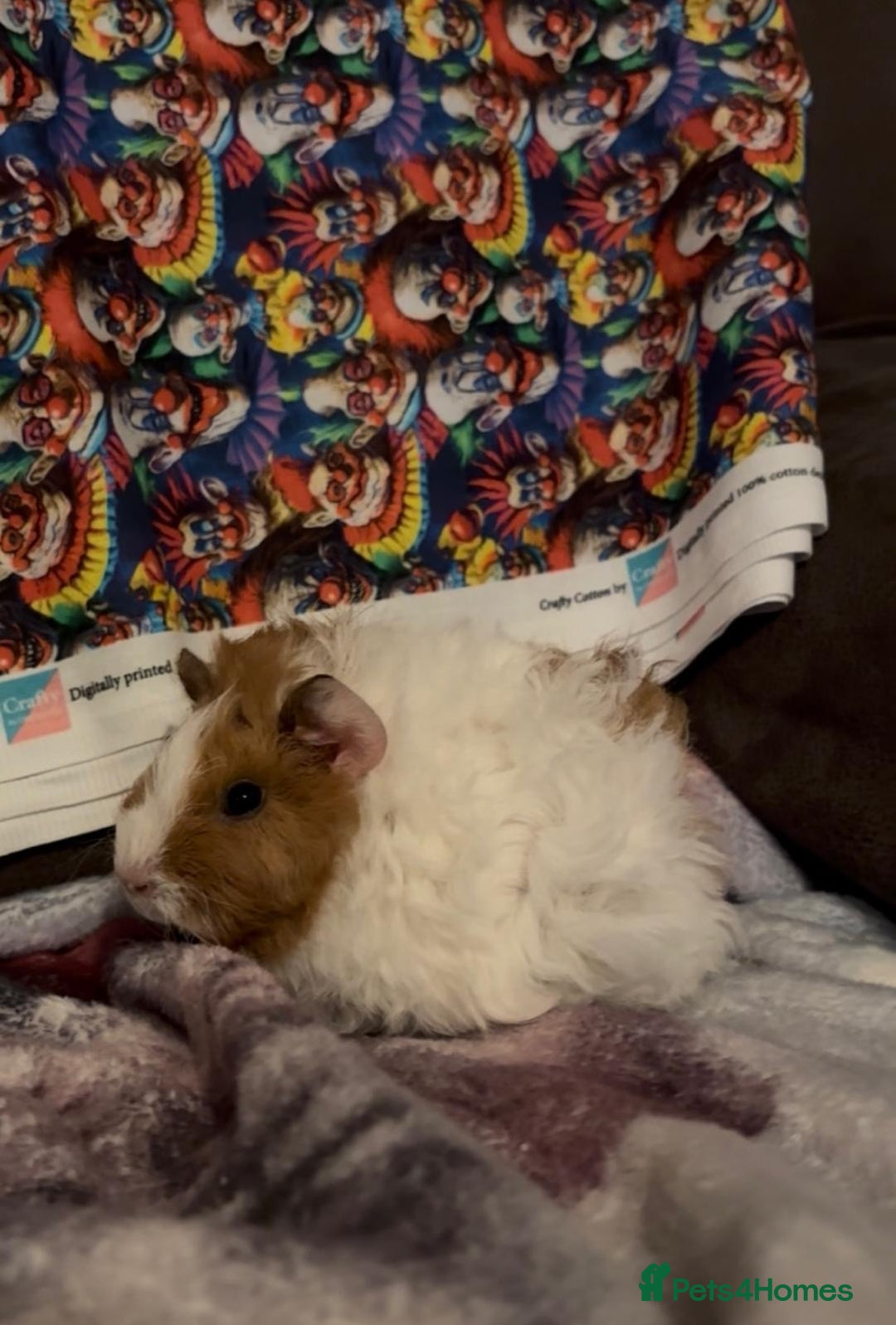 Guinea Pig rodents for sale: Gorgeous Baby Piggies 3 x Girls - Image 8