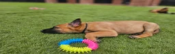 Belgian Shepherd Dog dogs for sale: 2 Belgian Malinois female pups - Advert 7