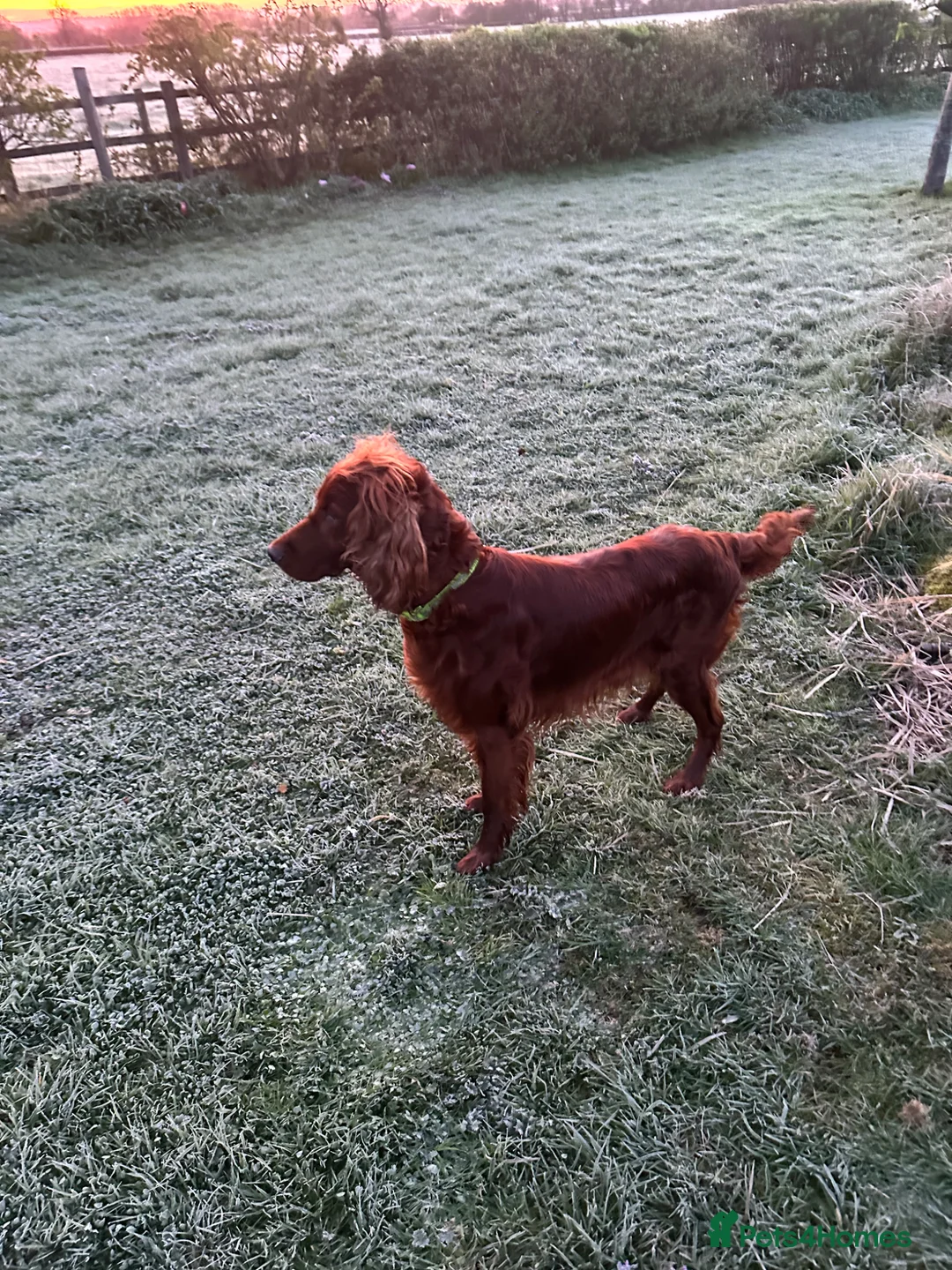 Irish Setter dogs for sale: KC Registered Irish Setter Puppies in Trowbridge - Advert 2