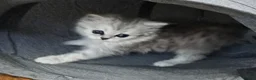 Persian cats for sale: 2 Stunning Girls Looking for a 5 Star Homes  - Advert 4