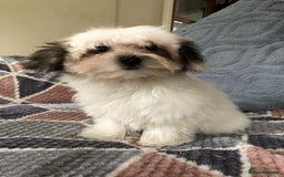 Mixed Breed dogs for sale: shihtzu x maltese  - Image 10