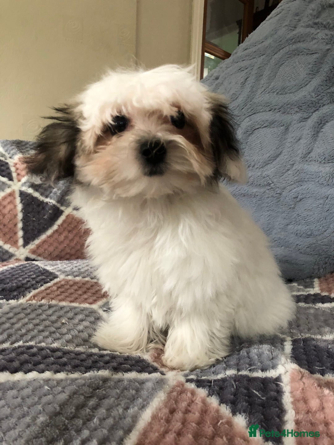 Mixed Breed dogs for sale: shihtzu x maltese  - Image 10