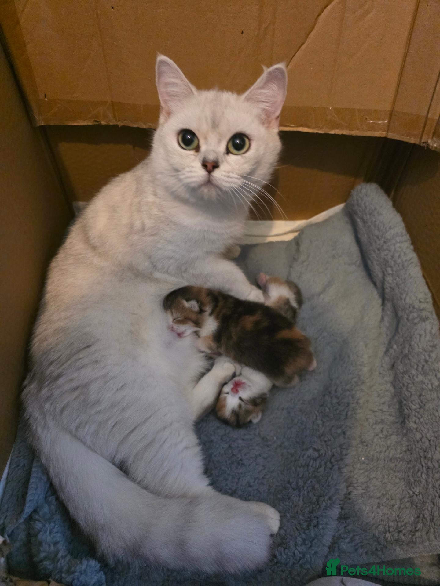 British Shorthair cats Beautiful pedigree british shorthair kittens - Advert 1