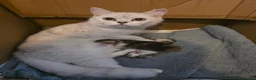 British Shorthair cats for sale: Beautiful pedigree british shorthair kittens - Advert 1