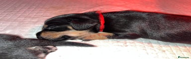 Red Collar Female Puppy
