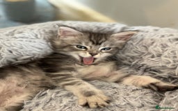 Maine Coon cats for sale: TICA & Council licensed white/black Maine Coons - Image 33